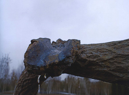 penone_2.jpg